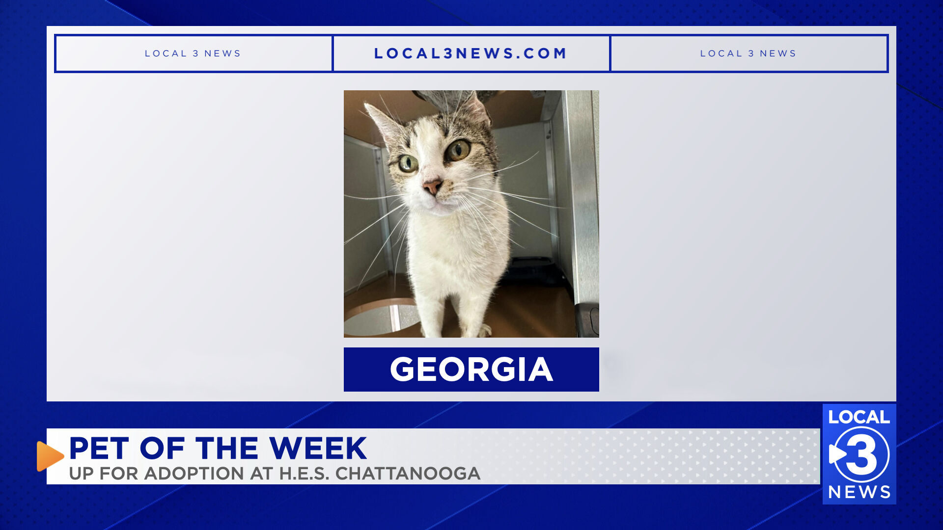 PET OF THE WEEK: "Georgia" the cat up for adoption at the Humane Educational Society in Chattanooga
